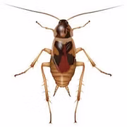 brown-banded-cockroaches_edited