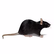 cati