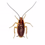 german-cockroach-1 (1)_edited